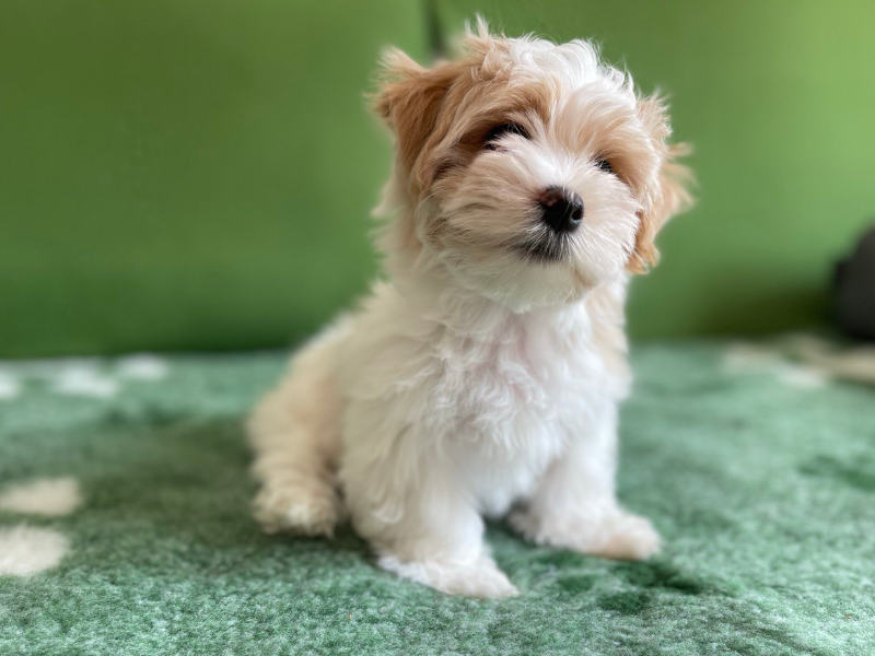 Havanese puppy seats on bed