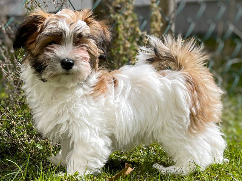 Havanese puppy in garden
