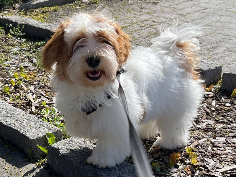 Havanese puppy on the street