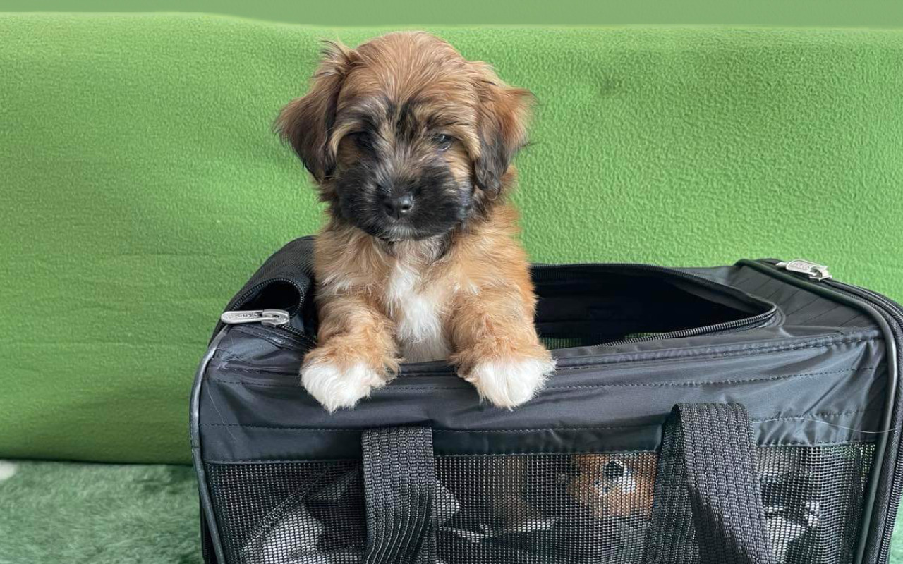 Havanese puppy in transport bag