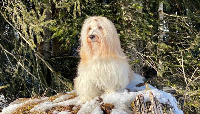 Ninigi - the Havanese dog in winter