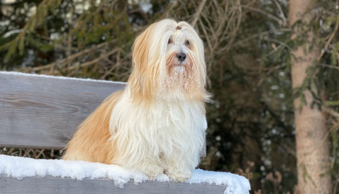 Ninigi - the Havanese dog in winter