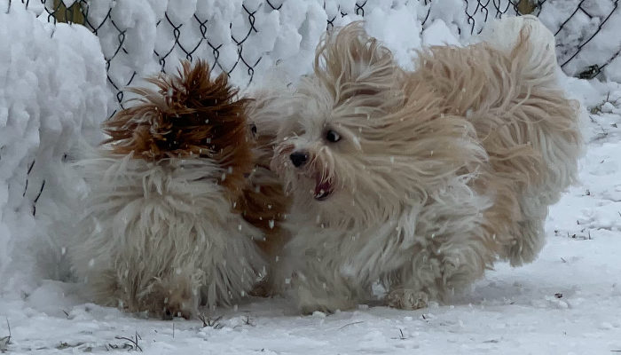 Ruby and Ninigi - the Havanese dogs in garden