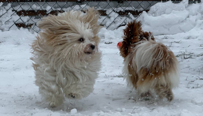 Ruby and Ninigi - the Havanese dogs in winter