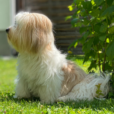 adult Havanese dog in garden