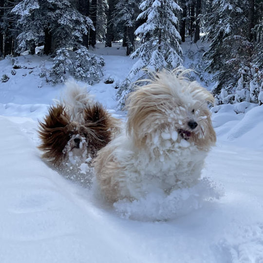 Havanese dogs playing in snow