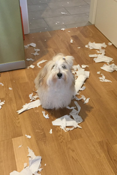 Havanese dog made a mess
