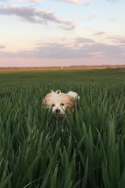 Havanese dog running in wheet field