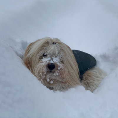 Havanese dog in snow