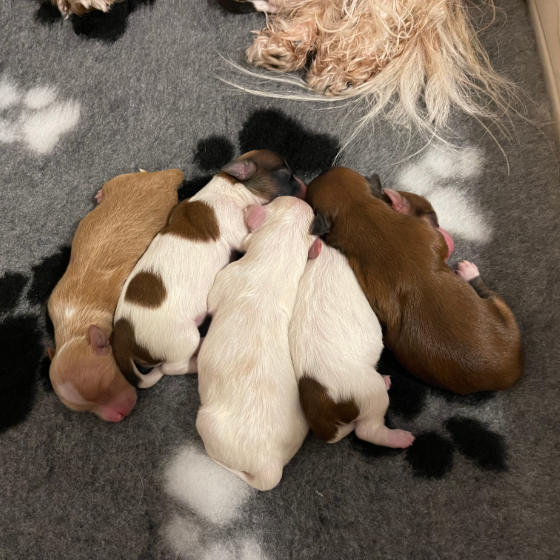 Havanese puppies in kennel