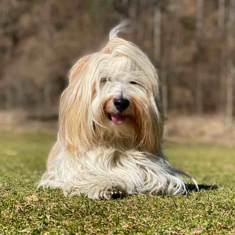 Havanese dog in grass