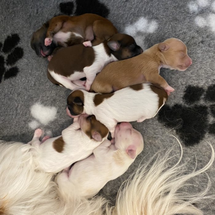 Havanese puppies together