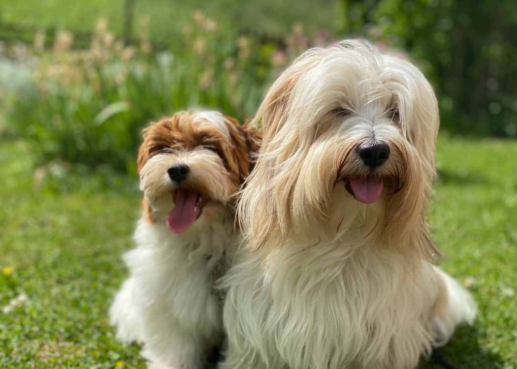 Ruby and Ninigi - the Havanese dogs seating next to each other