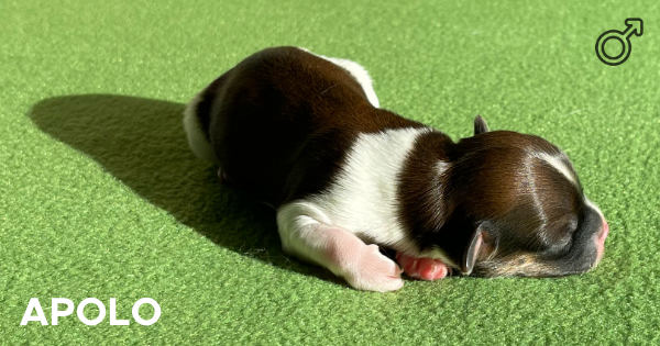 Havanese puppy , Alba